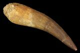 Fossil Plesiosaur (Zarafasaura) Tooth - Morocco #81554-1